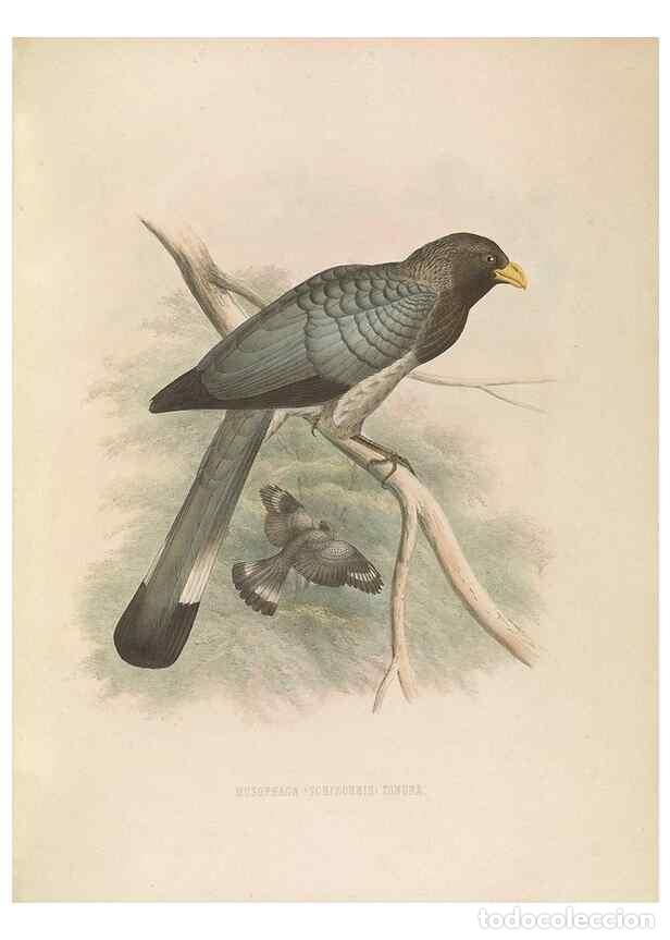 Coleccionismo de Revistas y Peri&oacute;dicos: Reproducci&oacute;n/Reproduction 49435920402: De toerako's, afgebeeld en beschreven door H. Schlegel onder