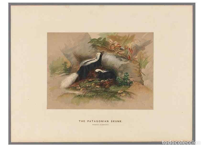 Coleccionismo de Revistas y Peri&oacute;dicos: Reproducci&oacute;n/Reproduction 49418604418: Zoological sketches /. London :Henry Graves,1861-1867.. - Wol