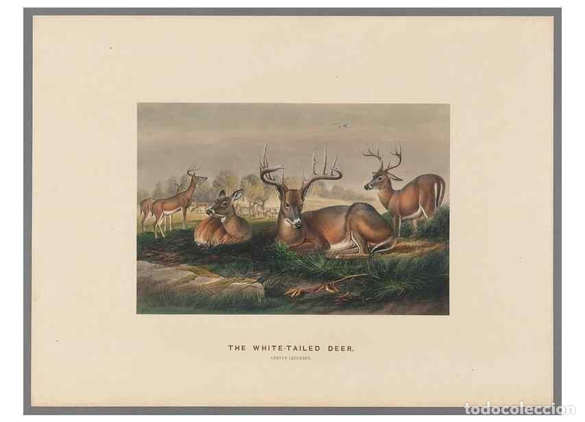 Coleccionismo de Revistas y Peri&oacute;dicos: Reproducci&oacute;n/Reproduction 49418605358: Zoological sketches /. London :Henry Graves,1861-1867.. - Wol