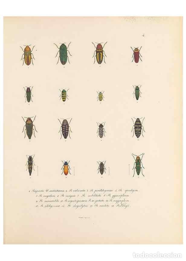 Coleccionismo de Revistas y Peri&oacute;dicos: Reproducci&oacute;n/Reproduction 49431521827: Delectus animalium articulatorum :. Monachii :Impensis Editor