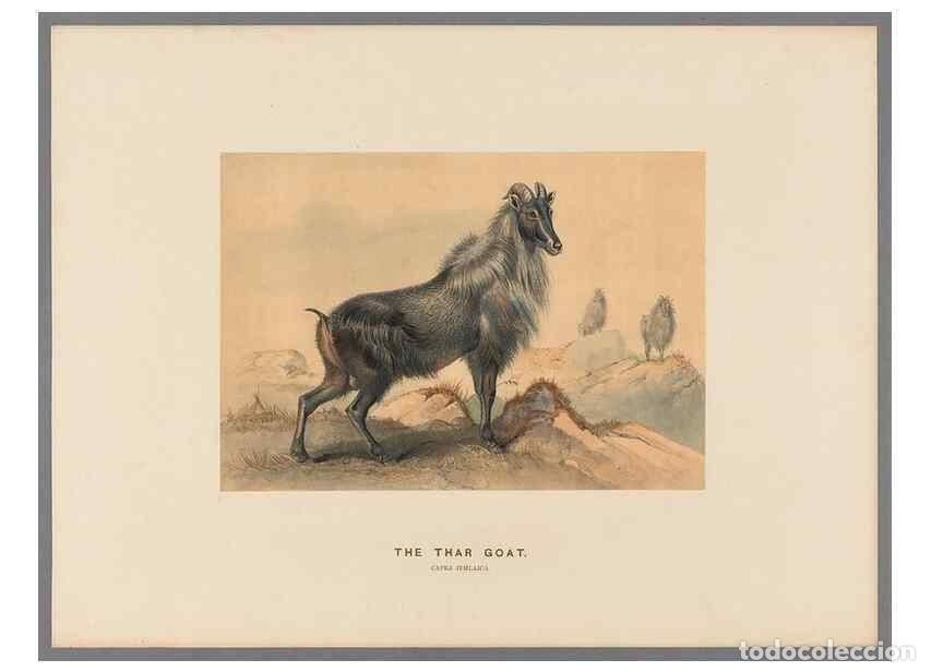 Coleccionismo de Revistas y Peri&oacute;dicos: Reproducci&oacute;n/Reproduction 49419295007: Zoological sketches /. London :Henry Graves,1861-1867.. - Wol