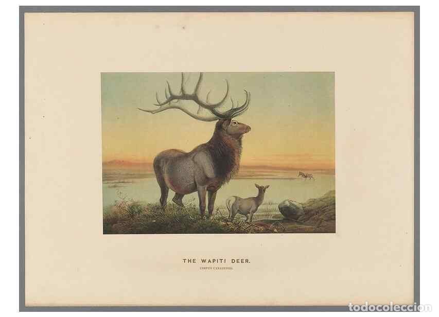 Coleccionismo de Revistas y Peri&oacute;dicos: Reproducci&oacute;n/Reproduction 49419293622: Zoological sketches /. London :Henry Graves,1861-1867.. - Wol
