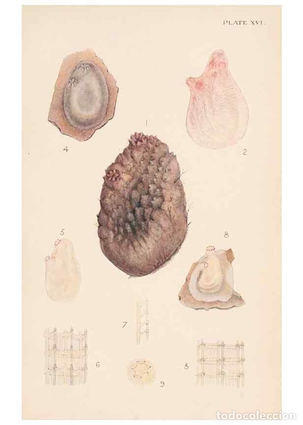 Collection Magazines and Newspapers: Reproducci&oacute;n/Reproduction 49487883758: The British Tunicata;. London,Printed for the Ray society,190