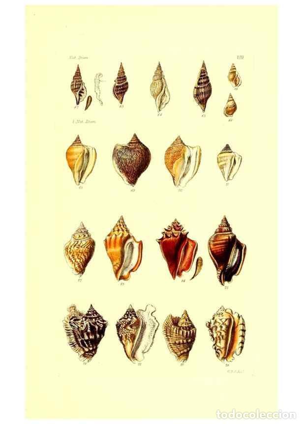 Collection Magazines and Newspapers: Reproducci&oacute;n/Reproduction 49491831286: Thesaurus conchyliorum, or, Monographs of genera of shells. L