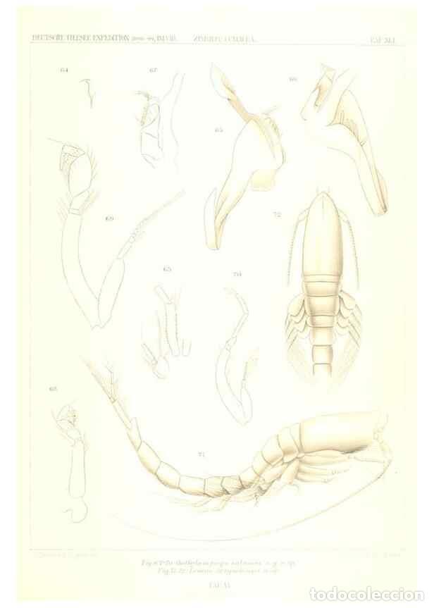 Collection Magazines and Newspapers: Reproducci&oacute;n/Reproduction 49488999323: Wissenschaftliche Ergebnisse der Deutschen Tiefsee-Expedition