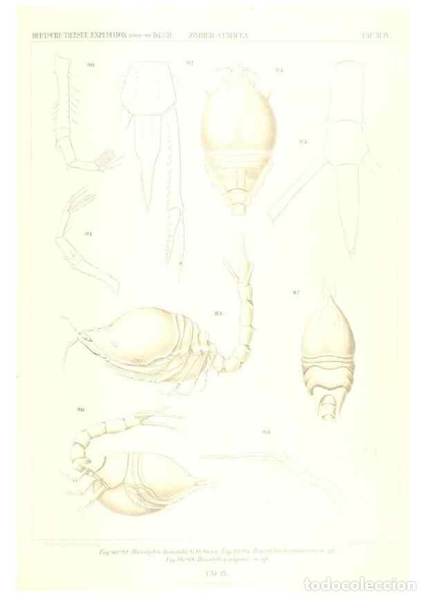 Collection Magazines and Newspapers: Reproducci&oacute;n/Reproduction 49488999963: Wissenschaftliche Ergebnisse der Deutschen Tiefsee-Expedition