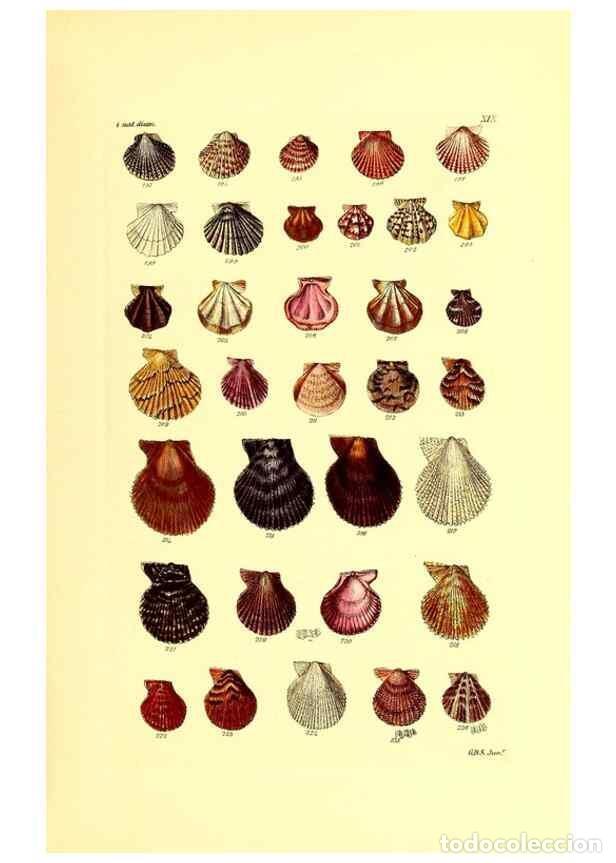 Collection Magazines and Newspapers: Reproducci&oacute;n/Reproduction 49491333288: Thesaurus conchyliorum, or, Monographs of genera of shells. L