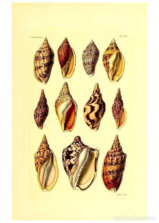 Collection Magazines and Newspapers: Reproducci&oacute;n/Reproduction 49491843111: Thesaurus conchyliorum, or, Monographs of genera of shells. L