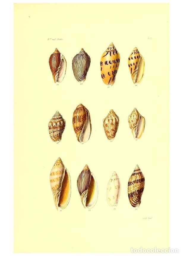 Collection Magazines and Newspapers: Reproducci&oacute;n/Reproduction 49491342993: Thesaurus conchyliorum, or, Monographs of genera of shells. L