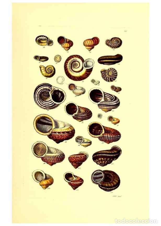 Collection Magazines and Newspapers: Reproducci&oacute;n/Reproduction 49491334778: Thesaurus conchyliorum, or, Monographs of genera of shells. L