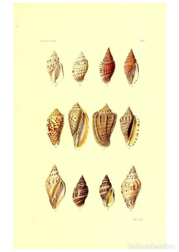 Collection Magazines and Newspapers: Reproducci&oacute;n/Reproduction 49491844196: Thesaurus conchyliorum, or, Monographs of genera of shells. L
