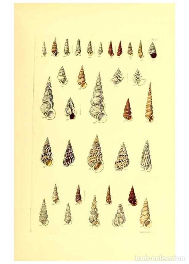 Collection Magazines and Newspapers: Reproducci&oacute;n/Reproduction 49491838996: Thesaurus conchyliorum, or, Monographs of genera of shells. L