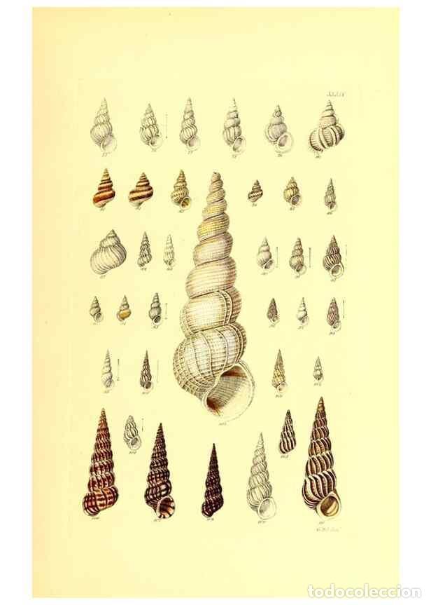 Collection Magazines and Newspapers: Reproducci&oacute;n/Reproduction 49492049137: Thesaurus conchyliorum, or, Monographs of genera of shells. L