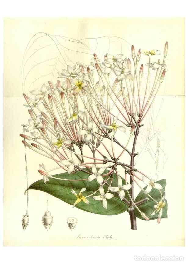 Collection Magazines and Newspapers: Reproducci&oacute;n/Reproduction 49492461077: Flore des serres et des jardins de l'Europe. A Gand :chez Lou