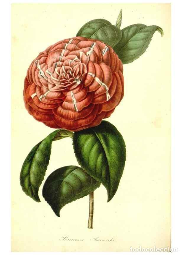 Collection Magazines and Newspapers: Reproducci&oacute;n/Reproduction 49492254746: Flore des serres et des jardins de l'Europe. A Gand :chez Lou