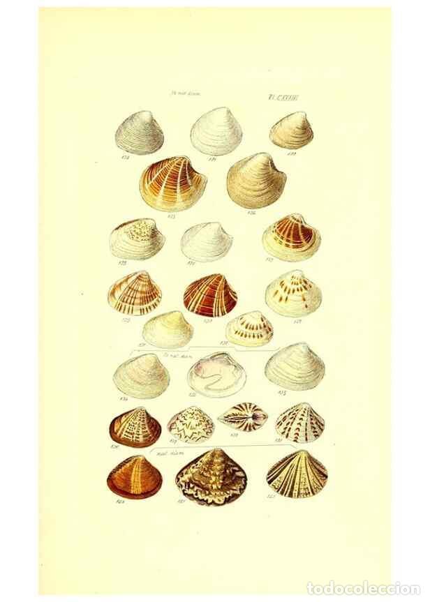 Collection Magazines and Newspapers: Reproducci&oacute;n/Reproduction 49491921396: Thesaurus conchyliorum, or, Monographs of genera of shells. L