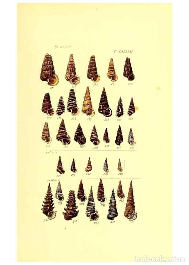Collectionnisme de Revues et Journaux: Reproducci&oacute;n/Reproduction 49491434528: Thesaurus conchyliorum, or, Monographs of genera of shells. L