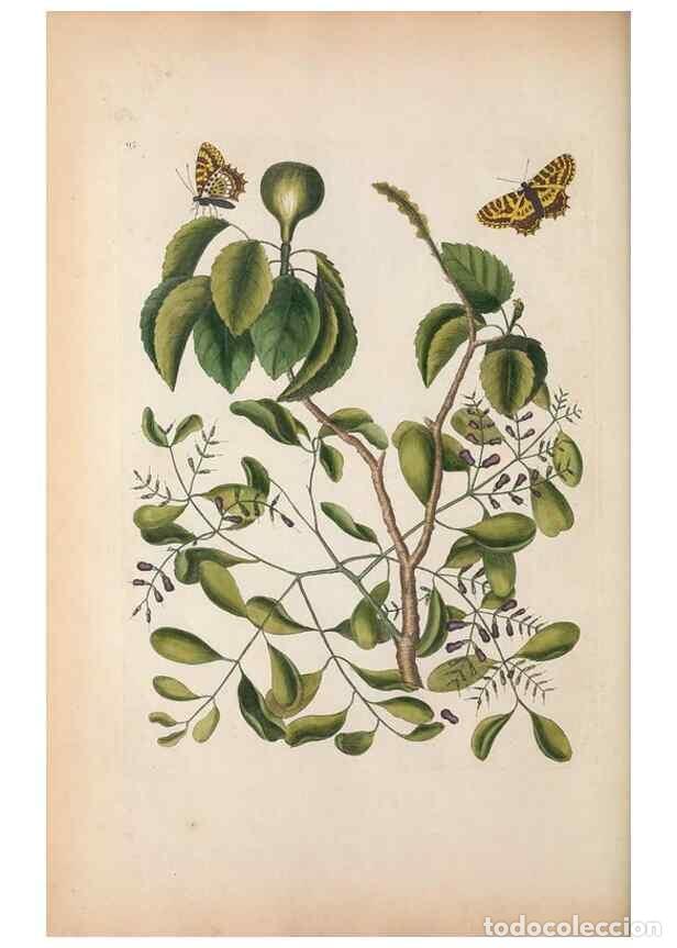 Collectionnisme de Revues et Journaux: Reproducci&oacute;n/Reproduction 49457199776: The natural history of Carolina, Florida, and the Bahama Isla