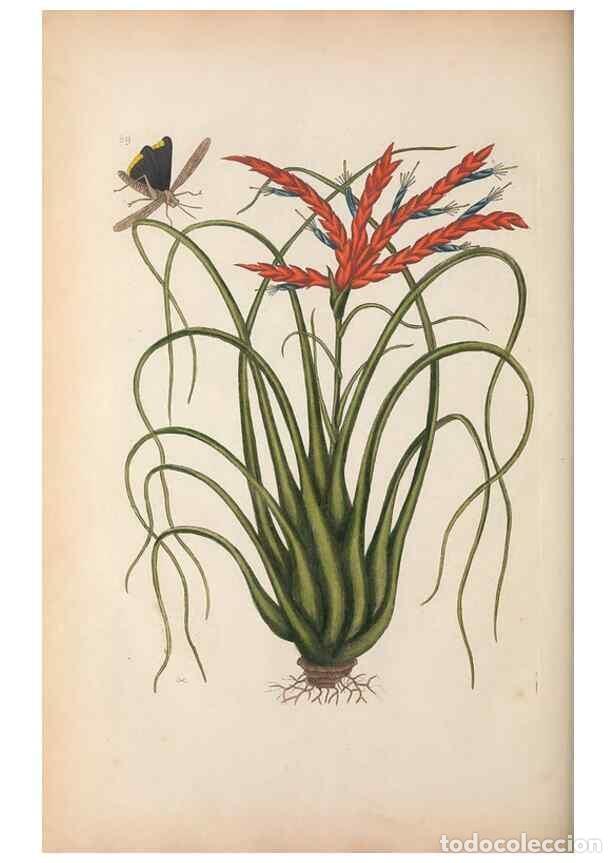 Collectionnisme de Revues et Journaux: Reproducci&oacute;n/Reproduction 49456726463: The natural history of Carolina, Florida, and the Bahama Isla