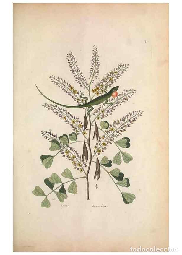 Collectionnisme de Revues et Journaux: Reproducci&oacute;n/Reproduction 49456719628: The natural history of Carolina, Florida, and the Bahama Isla