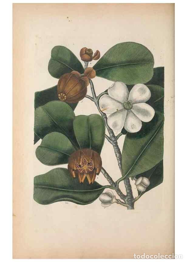 Collectionnisme de Revues et Journaux: Reproducci&oacute;n/Reproduction 49457434622: The natural history of Carolina, Florida, and the Bahama Isla