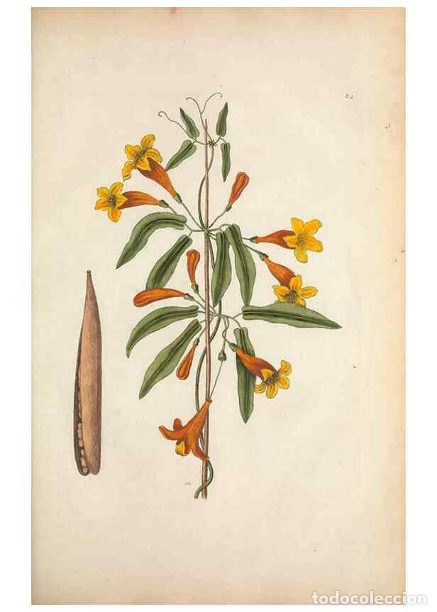 Collectionnisme de Revues et Journaux: Reproducci&oacute;n/Reproduction 49456724883: The natural history of Carolina, Florida, and the Bahama Isla