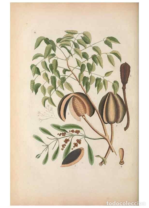 Collectionnisme de Revues et Journaux: Reproducci&oacute;n/Reproduction 49457196101: The natural history of Carolina, Florida, and the Bahama Isla