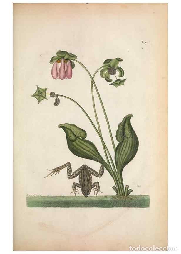 Collectionnisme de Revues et Journaux: Reproducci&oacute;n/Reproduction 49457426502: The natural history of Carolina, Florida, and the Bahama Isla