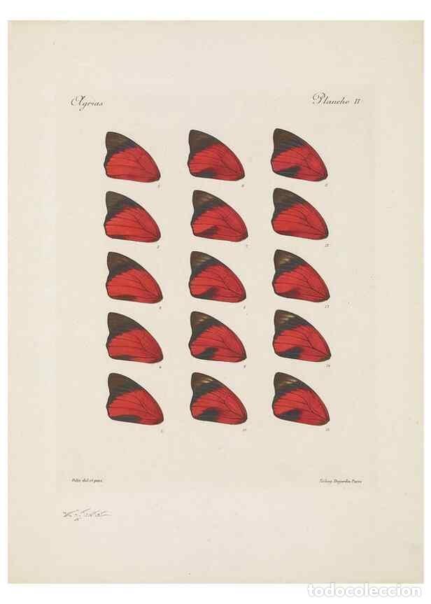 Collectionnisme de Revues et Journaux: Reproducci&oacute;n/Reproduction 49467899138: Th&egrave;ses entomologiques (L&eacute;pidopt&egrave;res) :. Paris :G. de Malherbe