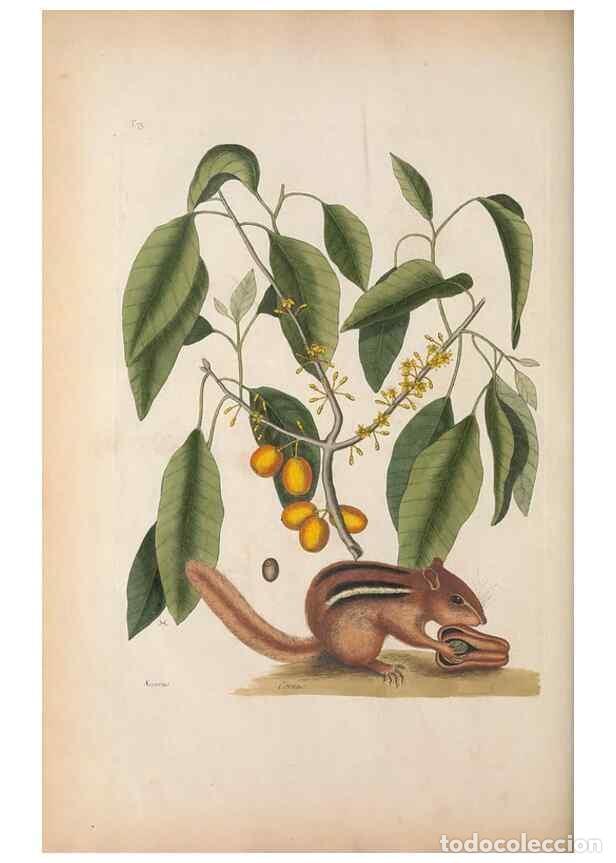 Collectionnisme de Revues et Journaux: Reproducci&oacute;n/Reproduction 49457194521: The natural history of Carolina, Florida, and the Bahama Isla