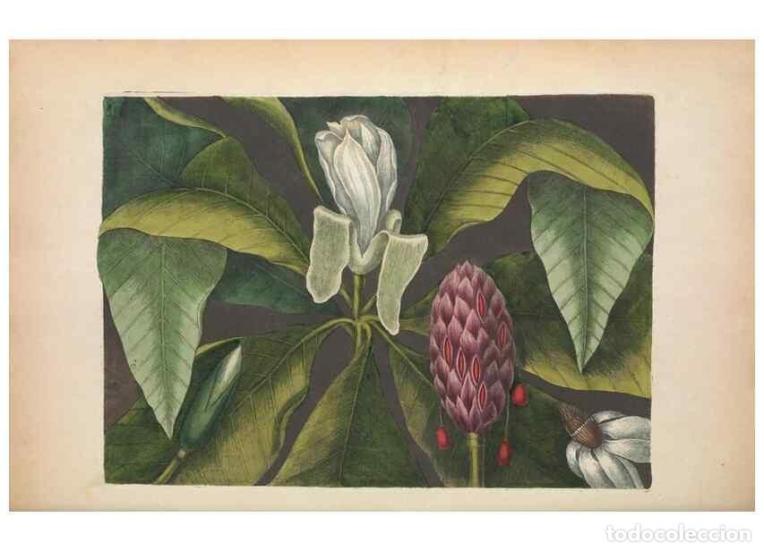 Collectionnisme de Revues et Journaux: Reproducci&oacute;n/Reproduction 49457429947: The natural history of Carolina, Florida, and the Bahama Isla