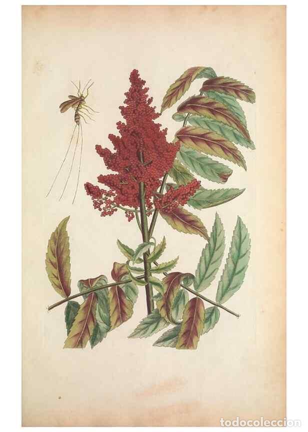 Collectionnisme de Revues et Journaux: Reproducci&oacute;n/Reproduction 49457436132: The natural history of Carolina, Florida, and the Bahama Isla