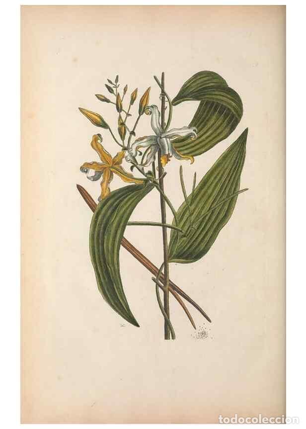 Collectionnisme de Revues et Journaux: Reproducci&oacute;n/Reproduction 49456731608: The natural history of Carolina, Florida, and the Bahama Isla