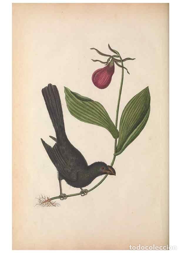 Collectionnisme de Revues et Journaux: Reproducci&oacute;n/Reproduction 49457201926: The natural history of Carolina, Florida, and the Bahama Isla