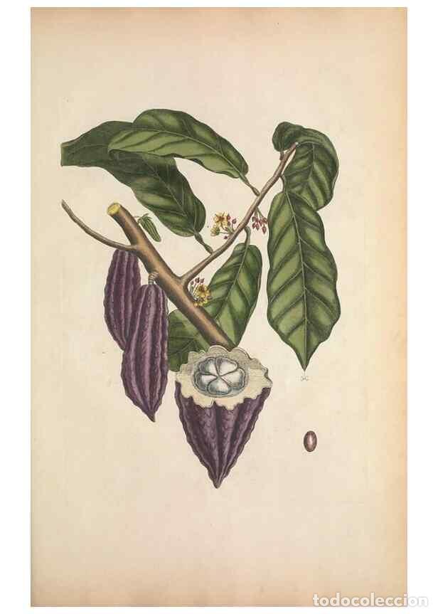 Collectionnisme de Revues et Journaux: Reproducci&oacute;n/Reproduction 49457202711: The natural history of Carolina, Florida, and the Bahama Isla