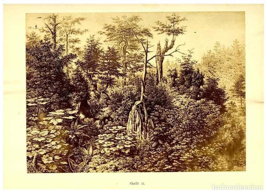 Collectionnisme de Revues et Journaux: Reproducci&oacute;n/Reproduction 49468551821: Twenty-four views of the vegetation of the coasts and islands