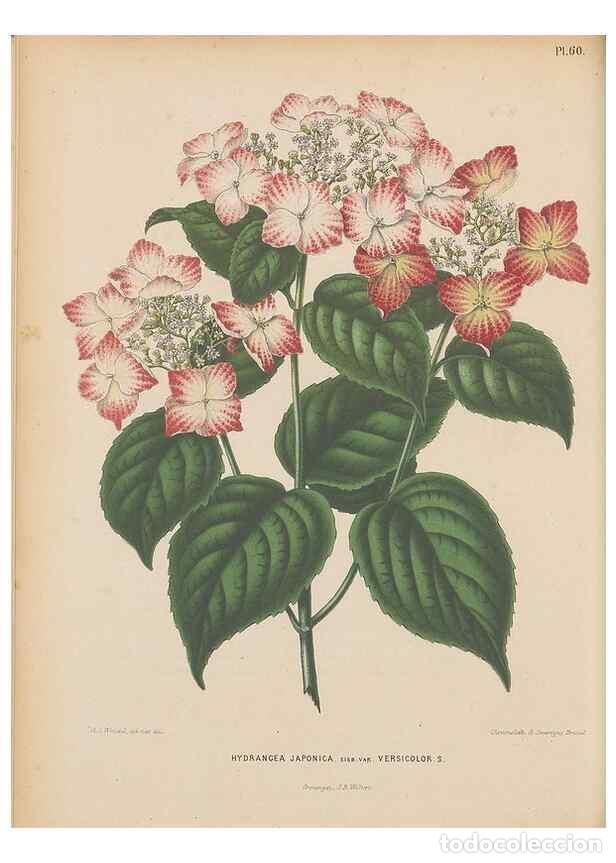 Colecionismo de Revistas e Jornais: Reproducci&oacute;n/Reproduction 49797565498: Flora :. Groningen :J.B. Wolters,[1868]. - Witte, H.