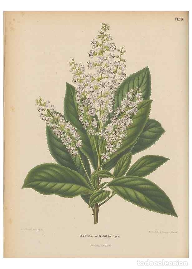 Colecionismo de Revistas e Jornais: Reproducci&oacute;n/Reproduction 49798425982: Flora :. Groningen :J.B. Wolters,[1868]. - Witte, H.