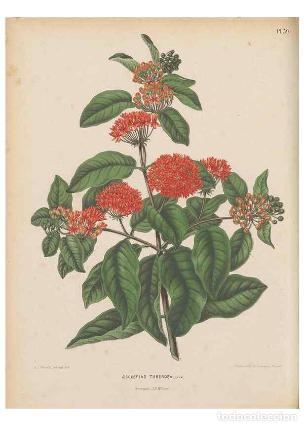 Colecionismo de Revistas e Jornais: Reproducci&oacute;n/Reproduction 49798115371: Flora :. Groningen :J.B. Wolters,[1868]. - Witte, H.