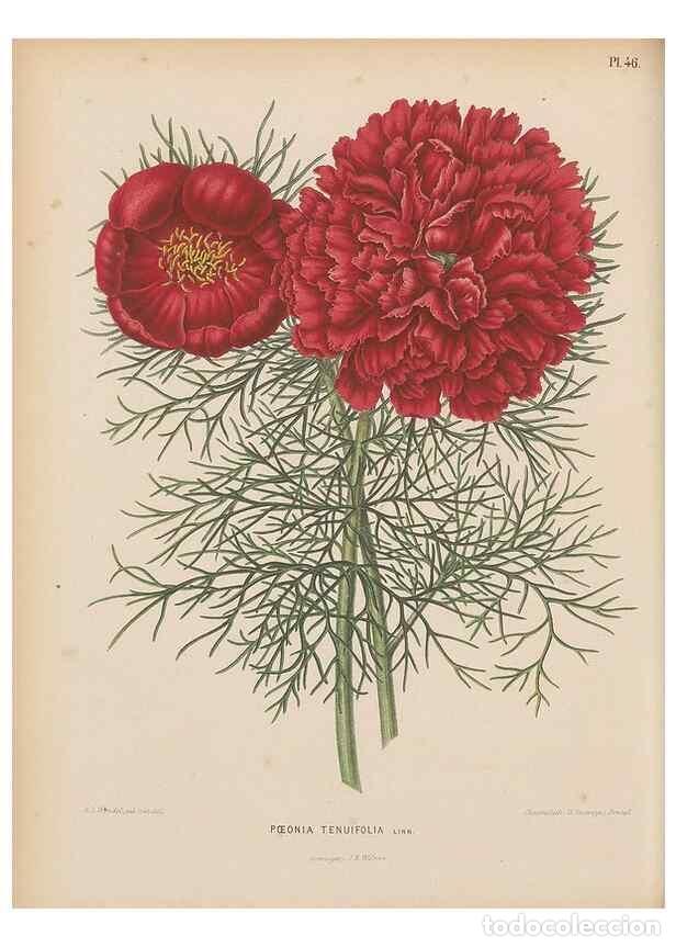 Colecionismo de Revistas e Jornais: Reproducci&oacute;n/Reproduction 49797561548: Flora :. Groningen :J.B. Wolters,[1868]. - Witte, H.