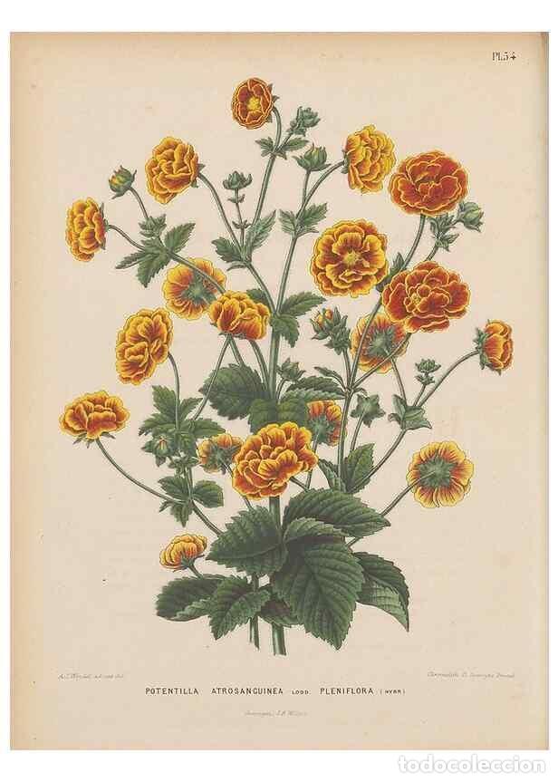 Colecionismo de Revistas e Jornais: Reproducci&oacute;n/Reproduction 49798421387: Flora :. Groningen :J.B. Wolters,[1868]. - Witte, H.