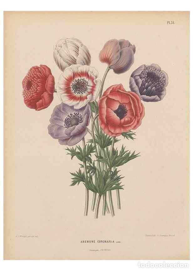 Colecionismo de Revistas e Jornais: Reproducci&oacute;n/Reproduction 49797562968: Flora :. Groningen :J.B. Wolters,[1868]. - Witte, H.