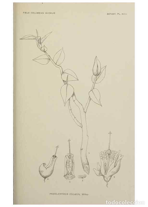 Colecionismo de Revistas e Jornais: Reproducci&oacute;n/Reproduction 49799594487: Publication.. Chicago. :Field Columbian Museum,1895-1909.. -