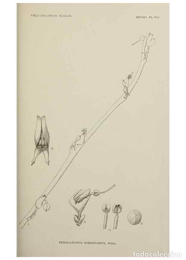 Colecionismo de Revistas e Jornais: Reproducci&oacute;n/Reproduction 49799288736: Publication.. Chicago. :Field Columbian Museum,1895-1909.. -