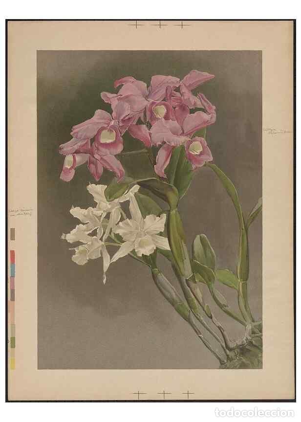 Colecionismo de Revistas e Jornais: Reproducci&oacute;n/Reproduction 49797684948: [Reichenbachia] :. St. Albans, England? :s.n.,1895?. - Sander