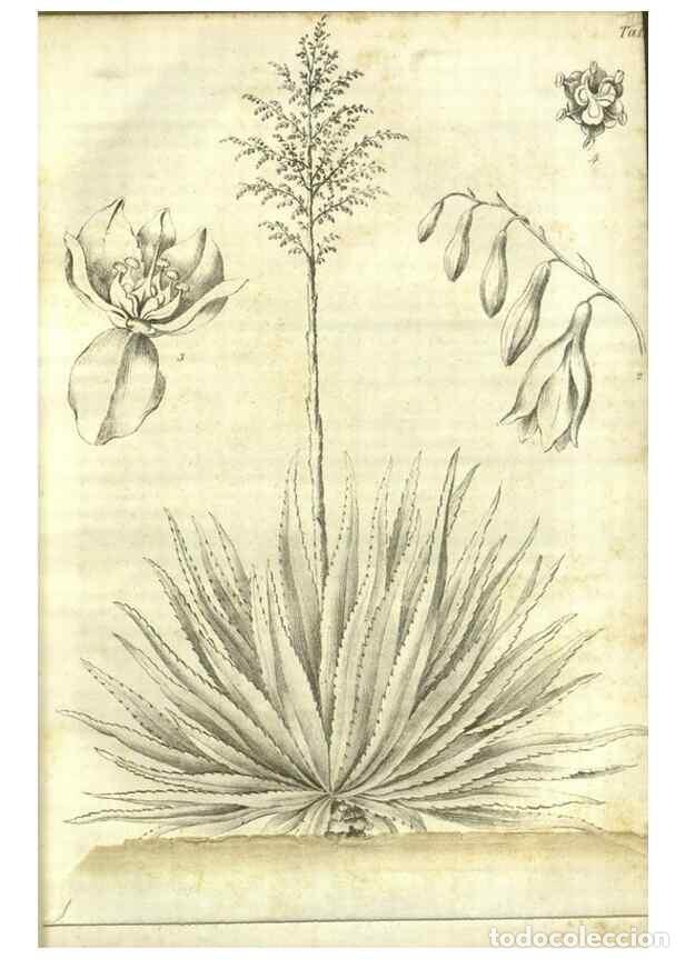 Colecionismo de Revistas e Jornais: Reproducci&oacute;n/Reproduction 49803139002: Gartenflora.. Erlangen :F. Enke,1852-1940.. - Deutsche Garten