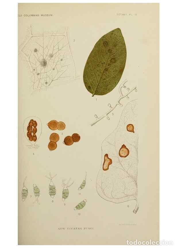 Colecionismo de Revistas e Jornais: Reproducci&oacute;n/Reproduction 49799591917: Publication.. Chicago. :Field Columbian Museum,1895-1909.. -