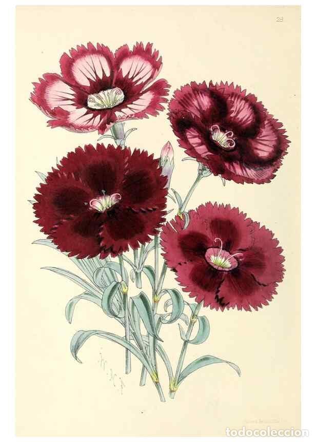 Collection Magazines and Newspapers: Reproducci&oacute;n/Reproduction 49797870372: The floral magazine;. London,L. Reeve & Co.. - Dombrain, Henr