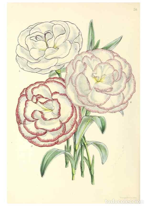 Collection Magazines and Newspapers: Reproducci&oacute;n/Reproduction 49797018333: The floral magazine;. London,L. Reeve & Co.. - Dombrain, Henr