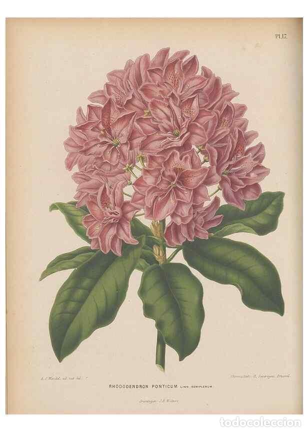 Collezionismo di Riviste e Giornali: Reproducci&oacute;n/Reproduction 49798410637: Flora :. Groningen :J.B. Wolters,[1868]. - Witte, H.